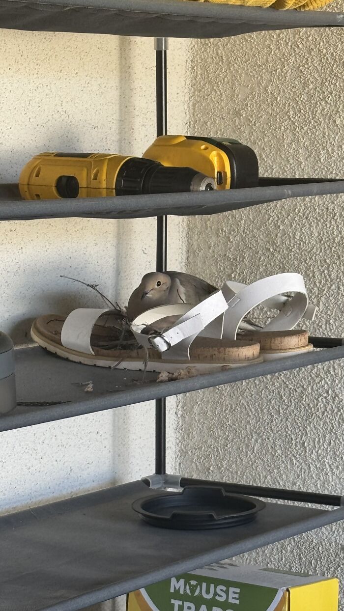 A Dove Built Her Nest In My Sandals – And Gave Me Back Hope A Dove Built Her Nest In My Sandals – And Gave Me Back Hope