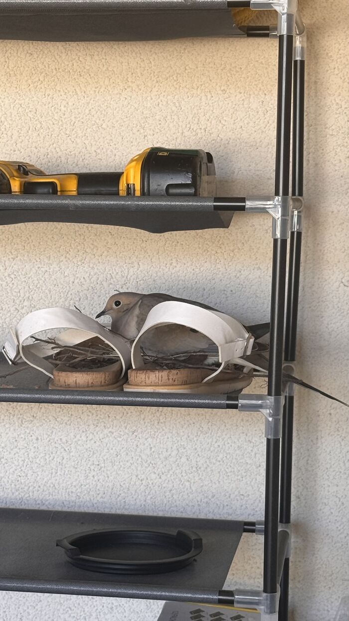 A Dove Built Her Nest In My Sandals – And Gave Me Back Hope A Dove Built Her Nest In My Sandals – And Gave Me Back Hope