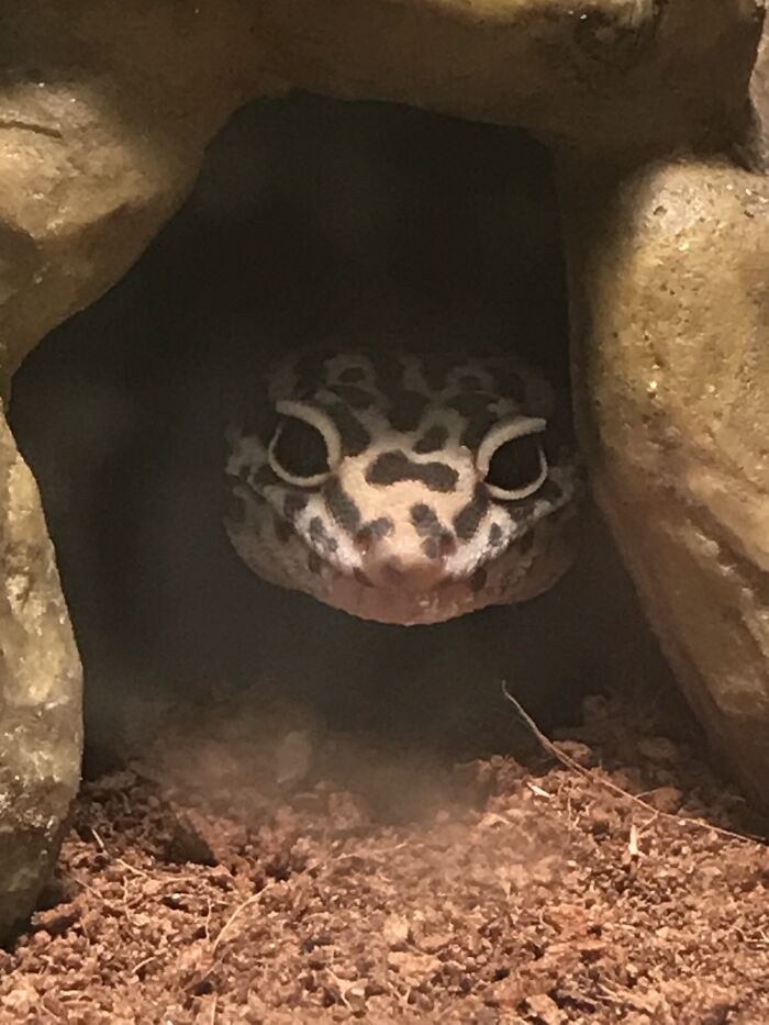 Idk If It's Just Me, But This Pic Of Apricot Emerging From The Shadows With That Smile On Her Face Creeps Me Out