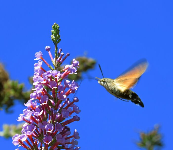 Humming-Bird Hawk-Moth
