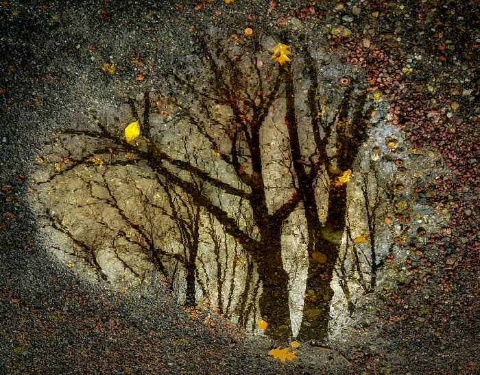 Reflection of bare trees in a puddle with fallen leaves, showcasing close-up photography beauty and texture details.