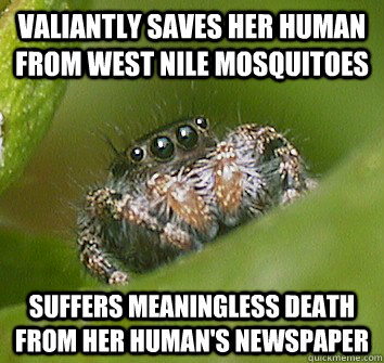 Misunderstood-Spider-682a7e985e287.jpg