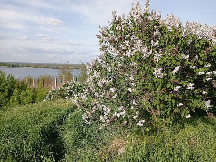 Painting Above The Blossoms: My Spring Plein Air Journey In Ukraine (7 Pics) Painting Above The Blossoms: My Spring Plein Air Journey In Ukraine (7 Pics)