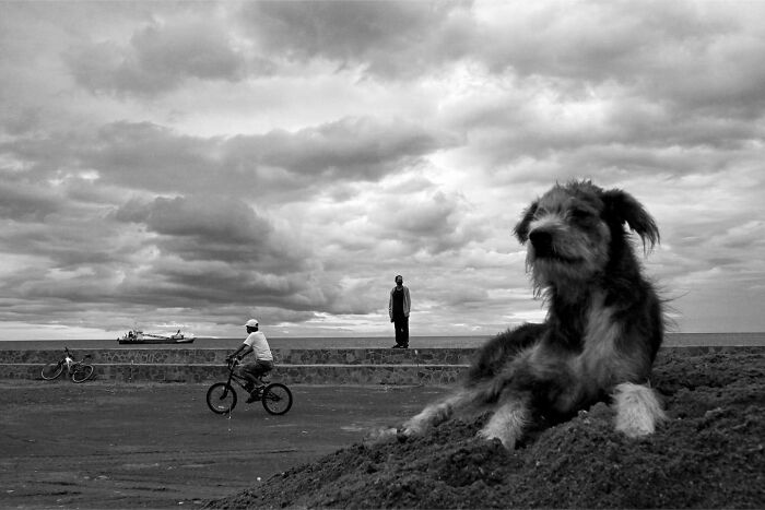 Black and white photo of a dog owning the streets with people and a bicycle in the background under a cloudy sky.