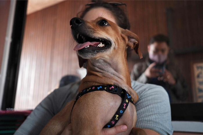 Happy dog wearing a colorful harness being held indoors, showcasing dogs owning the streets in a candid moment.