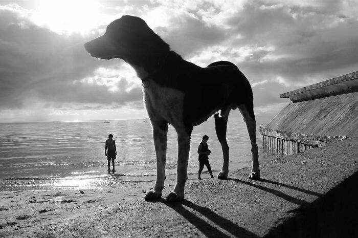 Silhouetted dog standing on a ledge by the sea with people walking in the background, showcasing dogs owning the streets.