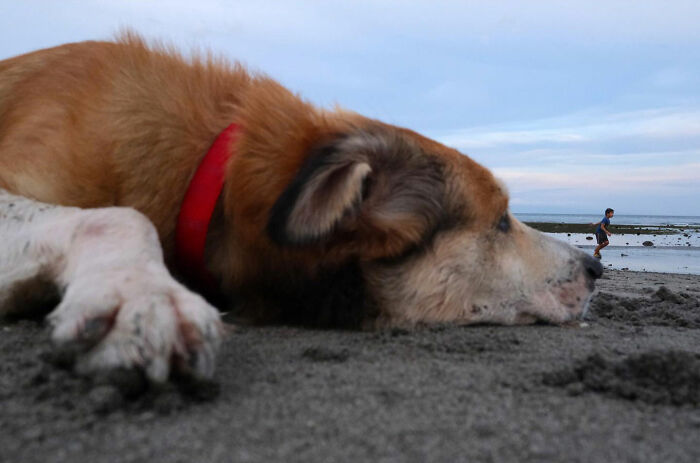 A dog lying on the sandy street close to the camera with a child walking near the water in the background.