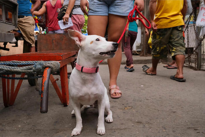 White dog with a pink collar on a red leash sitting on a busy street surrounded by people walking by.