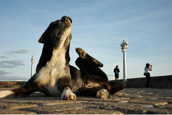 Dog lying on a paved street under a clear sky, captured in a creative street photography style.