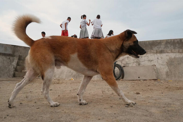Street dog walking confidently with children in the background, capturing dogs owning the streets in urban setting.