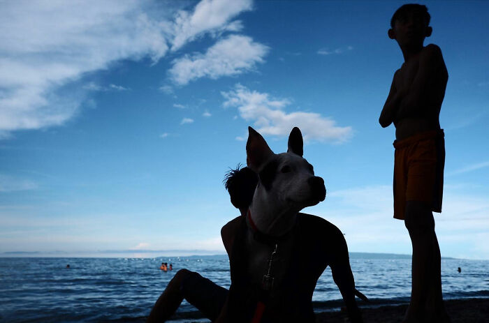 Silhouettes of a dog and children by the sea, capturing dogs owning the streets in an urban outdoor setting.