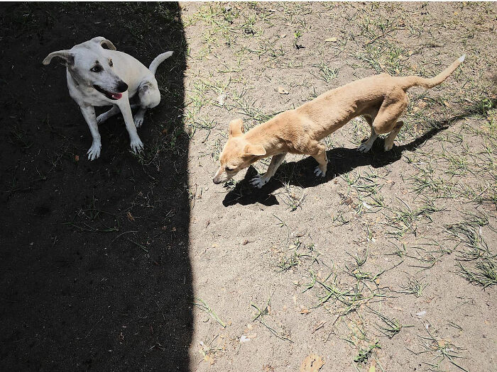 Two dogs captured owning the streets, one in sunlight and one in shadow on a dirt and grass surface.