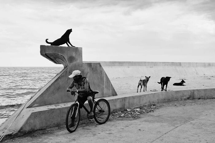 Black and white photo of dogs owning the streets near the ocean with a man on a bicycle looking back at them.