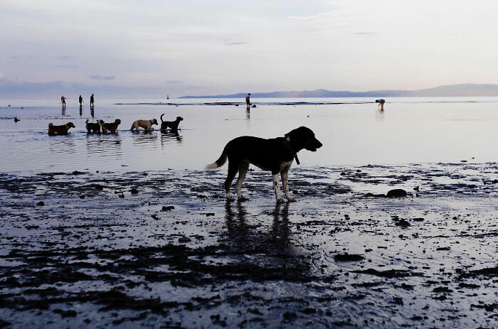 Dogs owning the streets, playing in shallow water at dusk with people in the background along the coastal shoreline.