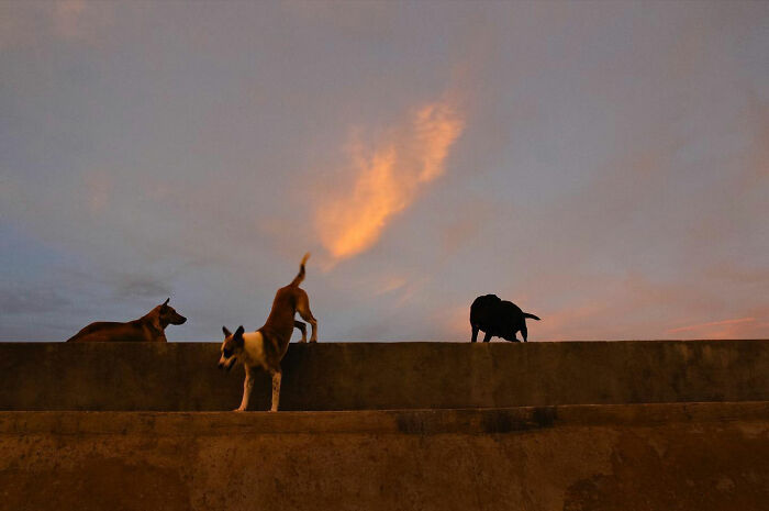 Three dogs owning the streets at sunset, captured by a photographer showcasing urban canine life.