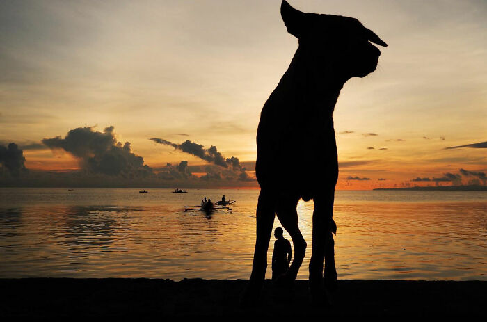 Silhouette of a dog owning the streets at sunset by the water with boats and a person in the background.