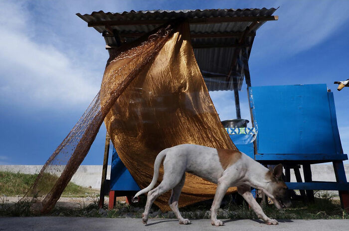 Stray dog walking near a street stall, captured in urban environment showcasing dogs owning the streets.