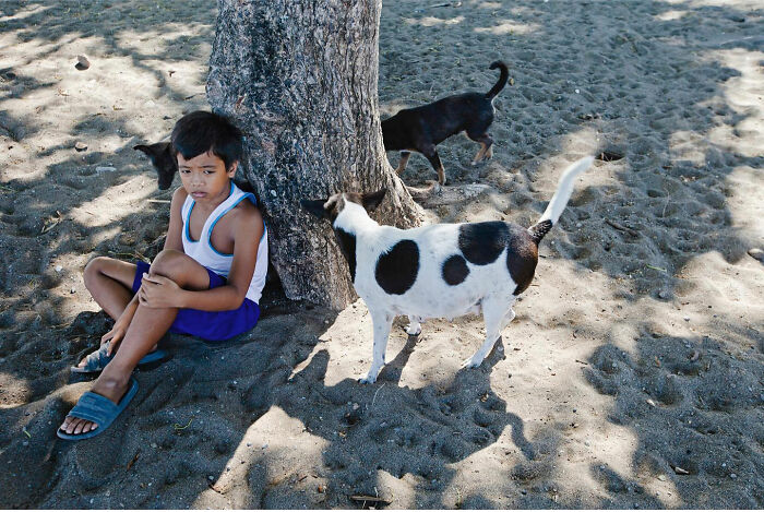 Child sitting under a tree while two dogs roam nearby on a sandy street in a candid dog street photography shot.