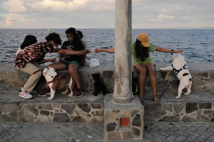 People sitting by the sea wall with dogs, showcasing dogs owning the streets in a candid urban setting.