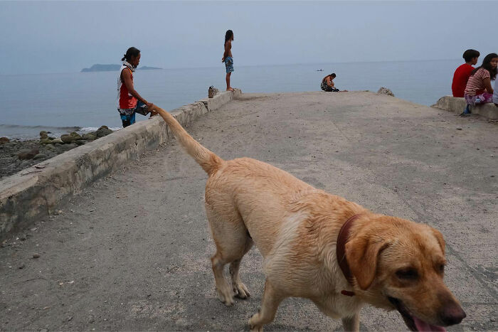 A dog walking confidently on a pier with children and the sea in the background, capturing dogs owning the streets.