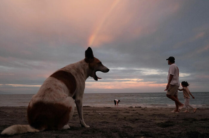 Dog sitting on a beach at sunset with people walking nearby, capturing dogs owning the streets atmosphere.