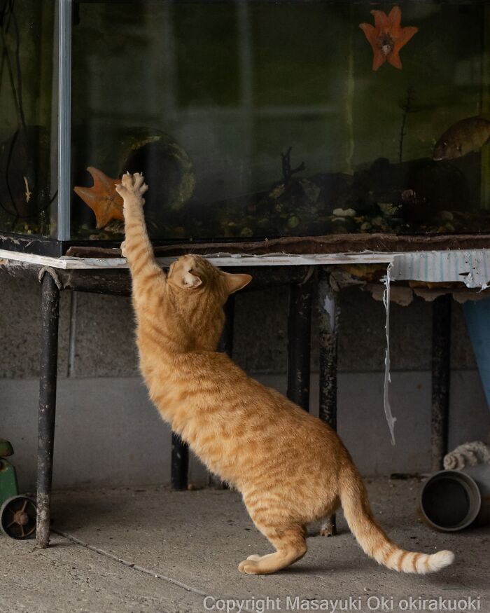 Orange cat reaching up to a fish tank, showcasing the quirky and playful side of cats in Masayuki Oki's photos.