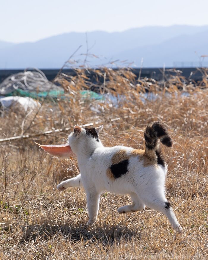 Calico cat playing outdoors in dry grass, showcasing the quirky and playful side of cats in a natural setting.