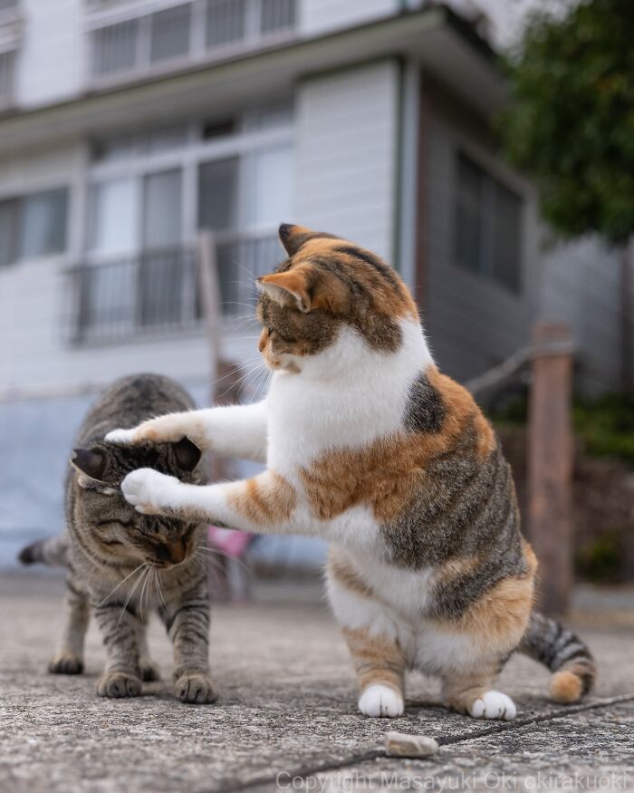 Two playful cats interacting outdoors showcasing the quirky and playful side of cats in Masayuki Oki's photos.