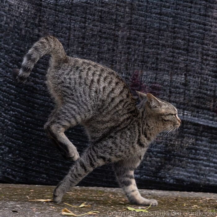 Playful tabby cat stretching with arched back and raised tail, showcasing the quirky side of cats in a natural setting.