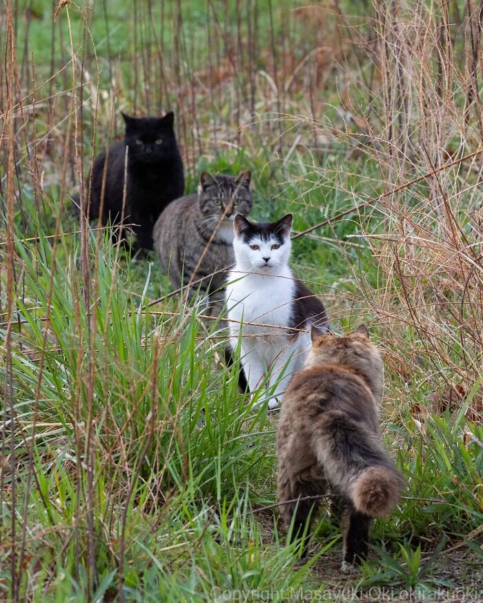 Four cats with different fur patterns standing in a grassy field, capturing the quirky and playful side of cats.