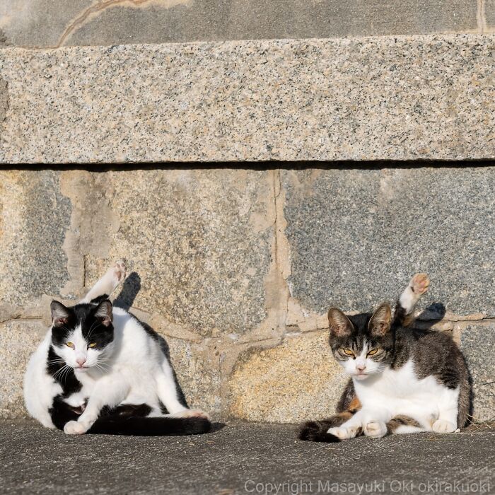 Two playful cats stretching and cleaning themselves against a stone wall, highlighting the quirky and playful side of cats.