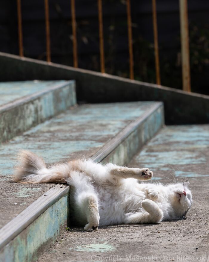 Fluffy cat lying on its back on weathered steps, showcasing the quirky and playful side of cats in a natural setting.