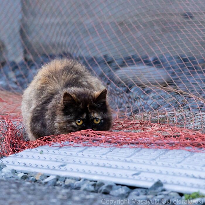 Fluffy cat with wide eyes hiding playfully behind a red net, showcasing the quirky and playful side of cats.