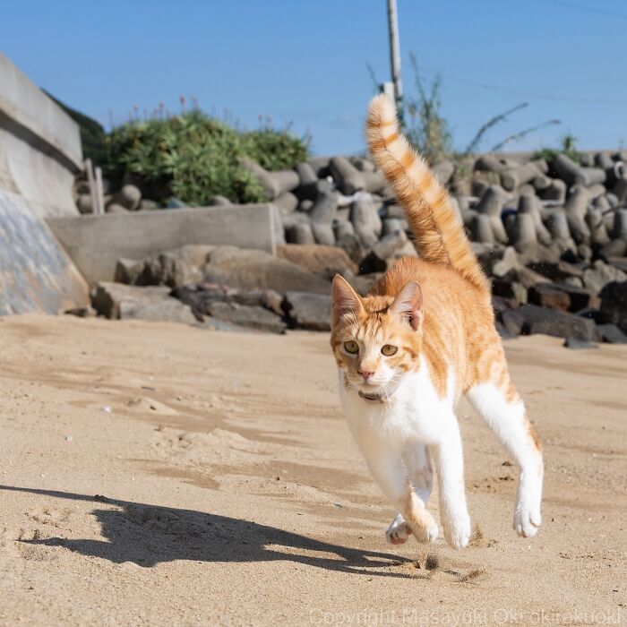 Orange and white cat playfully running on sandy beach, showcasing the quirky and playful side of cats in natural sunlight.