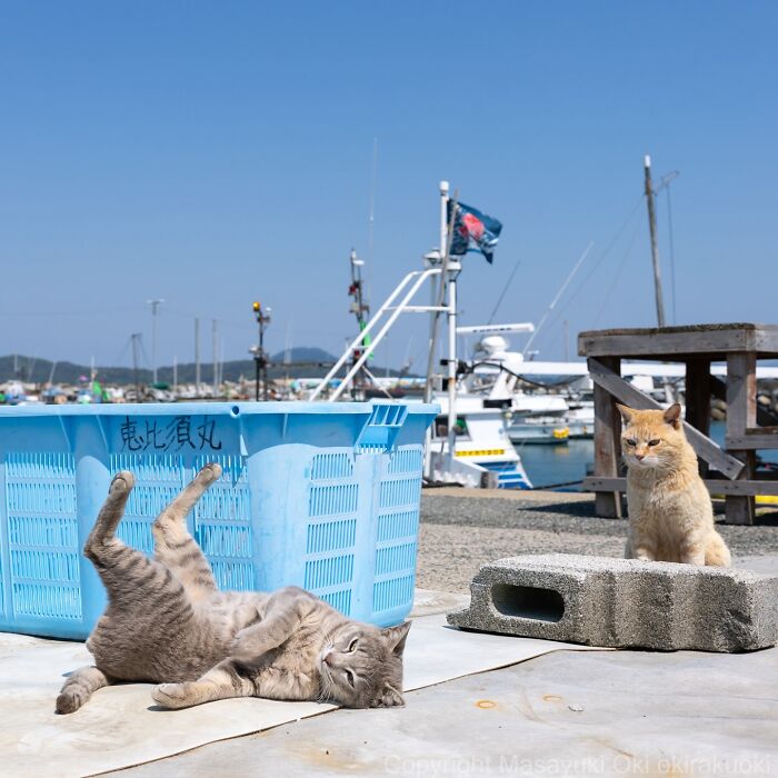 Two playful cats by the harbor, one rolling on the ground near a blue crate, captured in quirky cat photos.