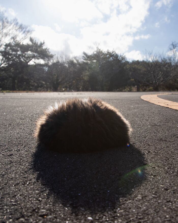 Fluffy cat curled up on asphalt, showcasing the quirky and playful side of cats in outdoor natural light.