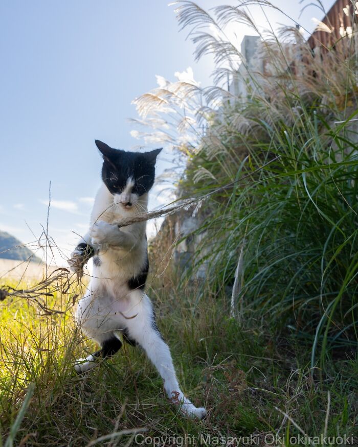 Black and white cat playfully biting and grabbing tall grass in an outdoor setting, showcasing quirky and playful cat behavior.