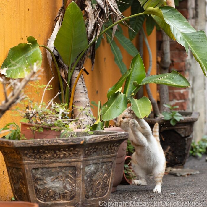 Playful cat stretching and grabbing large green leaves among potted plants in outdoor setting, showcasing quirky cat behavior.