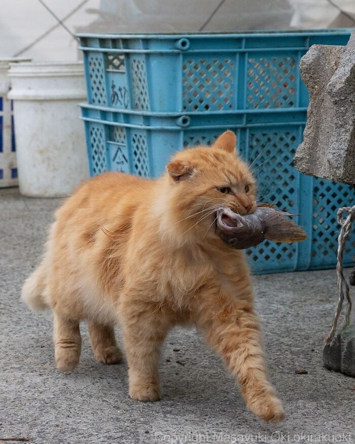 Orange fluffy cat holding a fish in its mouth, showcasing the quirky and playful side of cats in a casual outdoor setting.