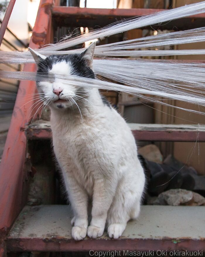 Playful cat tangled in plastic wrap on rusty stairs, showcasing the quirky and playful side of cats in Masayuki Oki's photos.