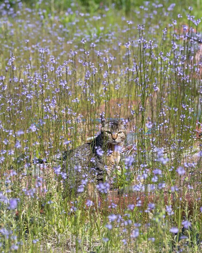 Tabby cat blending into a field of tall purple wildflowers, showcasing the quirky and playful side of cats.