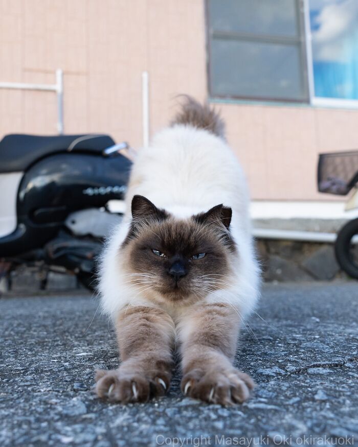 Playful cat stretching on pavement with quirky expression, showcasing the playful side of cats in outdoor setting.