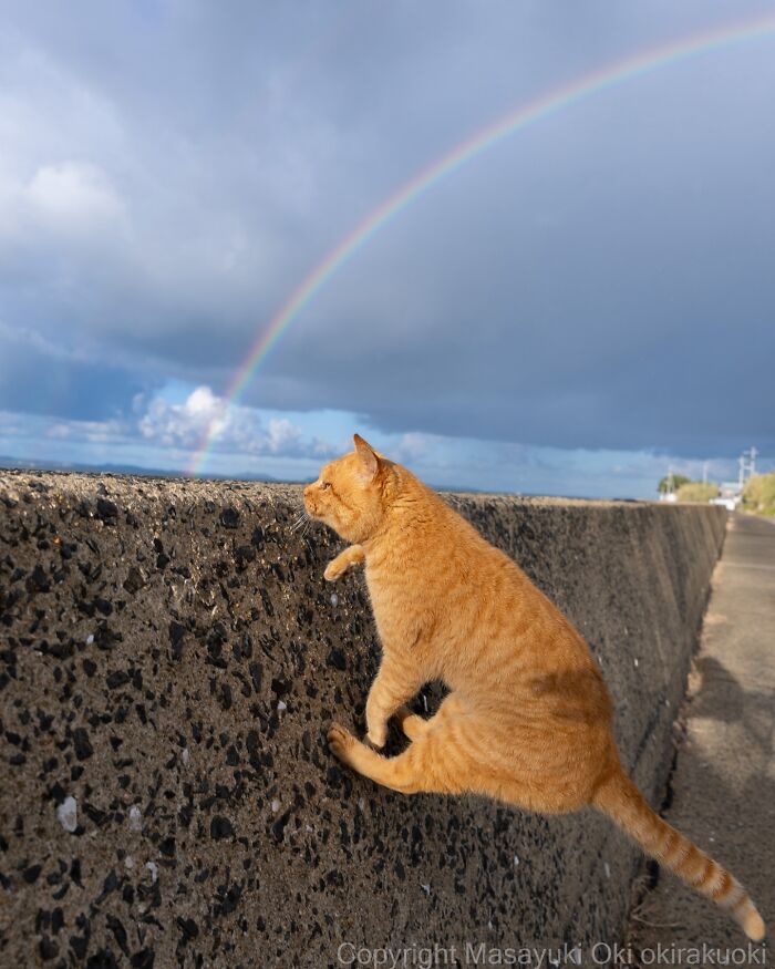 Orange cat climbing a wall under a cloudy sky with a vibrant rainbow, showcasing the quirky and playful side of cats.