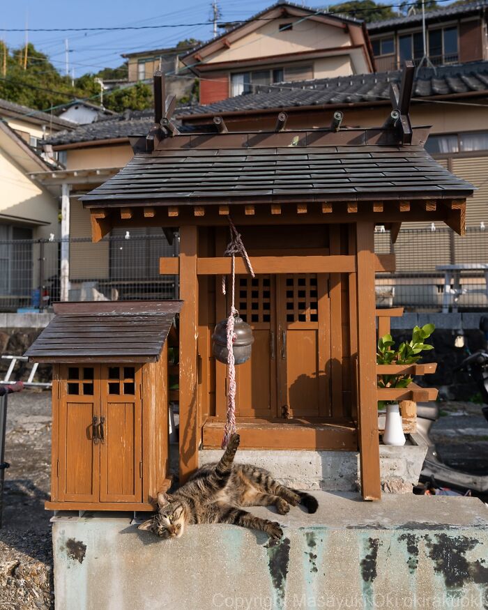 Tabby cat playfully lying beside a small wooden shrine, celebrating the quirky and playful side of cats captured by Masayuki Oki.
