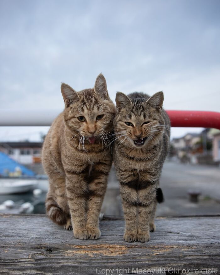 Two playful cats with quirky expressions standing close together on a wooden surface in an outdoor setting.