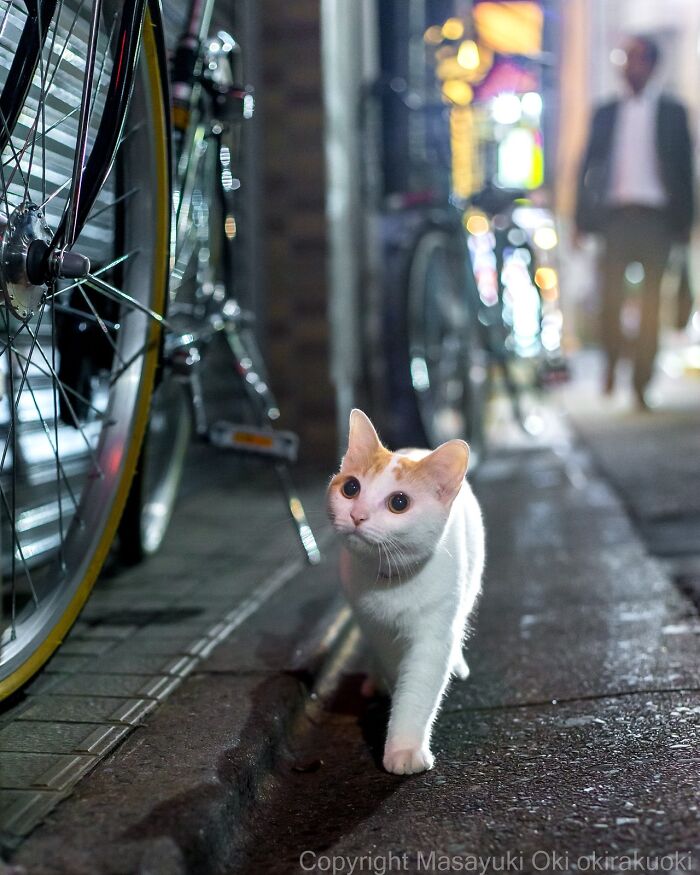 A quirky and playful cat walking on a city street at night beside a bicycle in Masayuki Oki’s photo series.