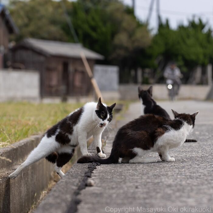 Three playful cats interacting on a rural street, showcasing the quirky and playful side of cats in a natural setting.