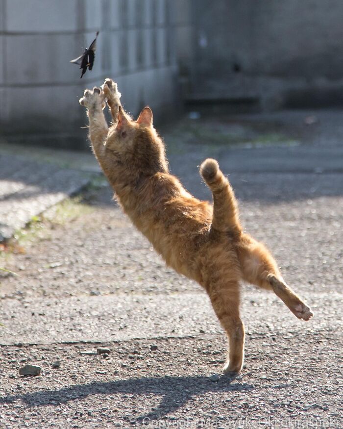 Playful cat leaping to catch a butterfly outdoors, showcasing the quirky and playful side of cats in natural light.