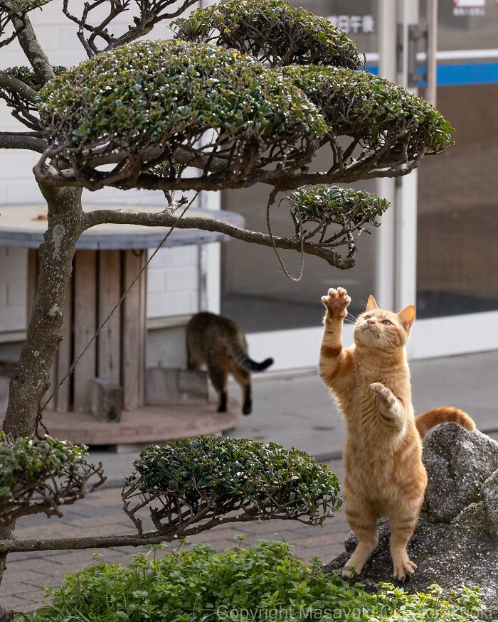 Playful orange cat reaching up near sculpted greenery, showcasing the quirky and playful side of cats in an outdoor setting.