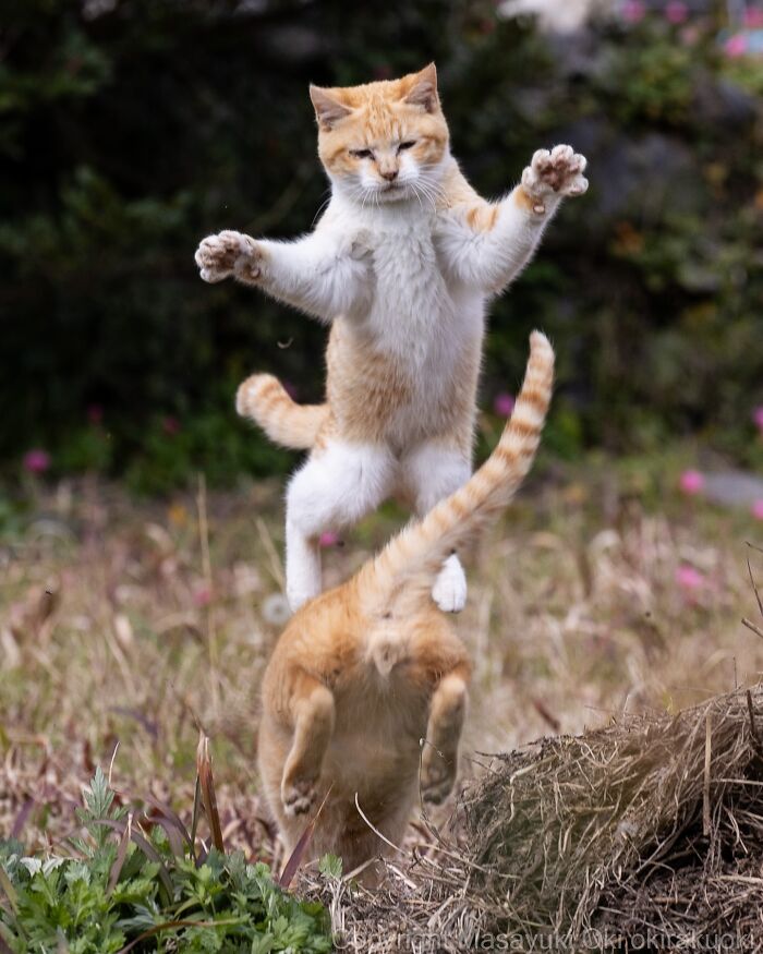 Playful cats caught mid-air outdoors showing their quirky and energetic side in a natural grassy setting.